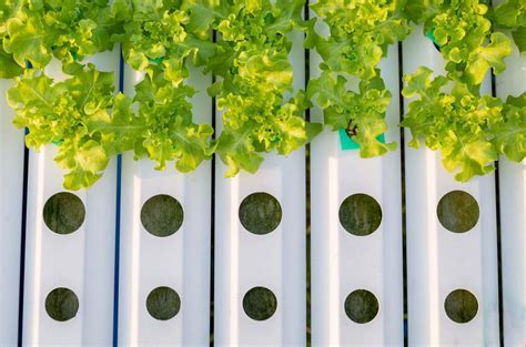 Hydroponics Systems [Buying Guide: Which Hydroponic System is Best?]