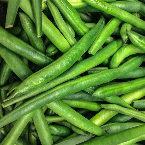 Tendergreen Bush Bean Seeds - 5 Lb - Non-GMO, Heirloom Green Snap Bean Seeds - Vegetable Garden ...