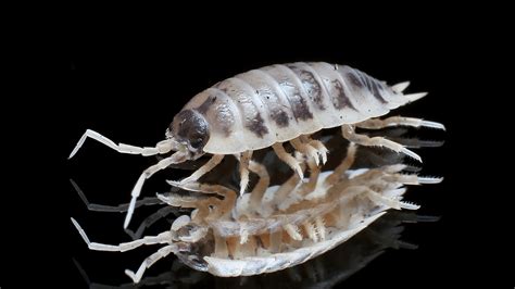 What are Isopods? What do Isopods do? – IMPERIAL REPTILES & EXOTICS