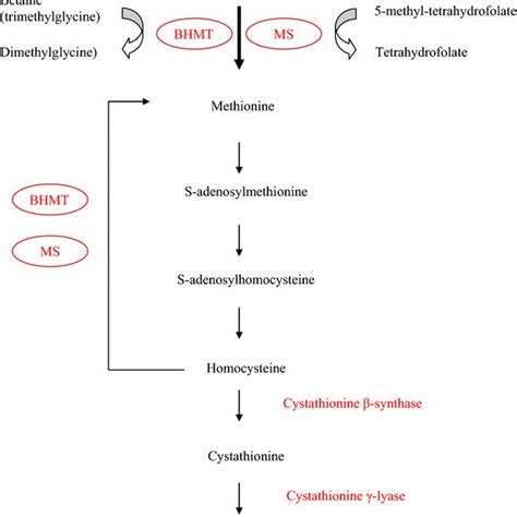 Glycine synthesis from glucose | Download Scientific Diagram