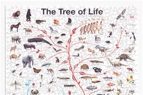 Evogeneao The Tree Of Life Human Evolution Tree Human