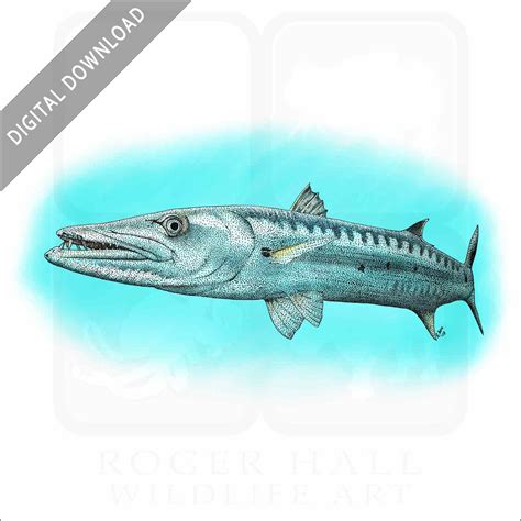 Barracuda Painting