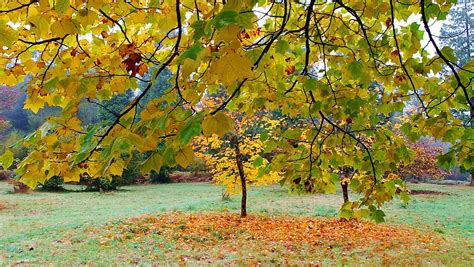 Wyre Forest | a damp, misty, Autumnal day, walking in the Wy… | Flickr