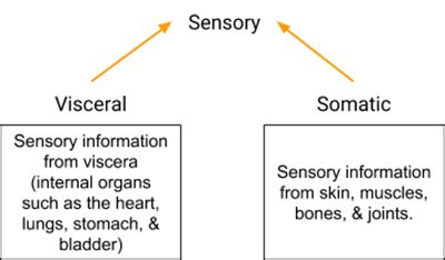 Navigating the Nervous System Part I: The CNS, PNS, and Somatic Motor Control