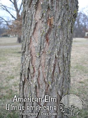 Early Forest : Tree Photography and Information: Photo : American Elm Bark