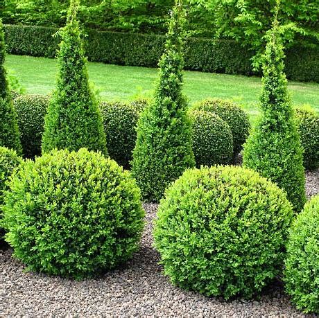 20 Essential Evergreen Shrubs - Best Types of Evergreen Bushes