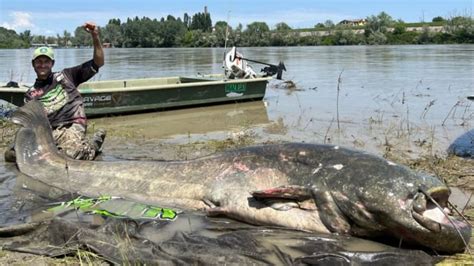 Ikan Lele Raksasa Kena Pancing di Sungai