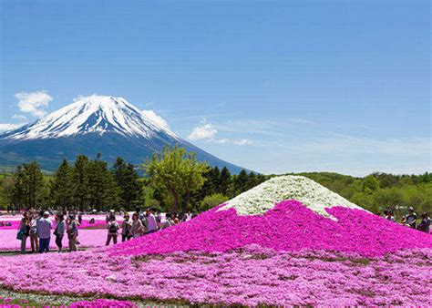 5 Gorgeous Mount Fuji and Flowers Viewing Spots For Spring and Summer | LIVE JAPAN travel guide