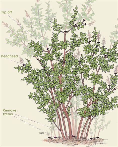 How to Prune Lilacs - FineGardening