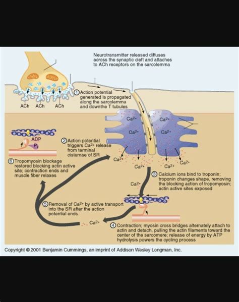 The Role Of Calcium Ions In Muscle Contraction – Carrie Visintainer