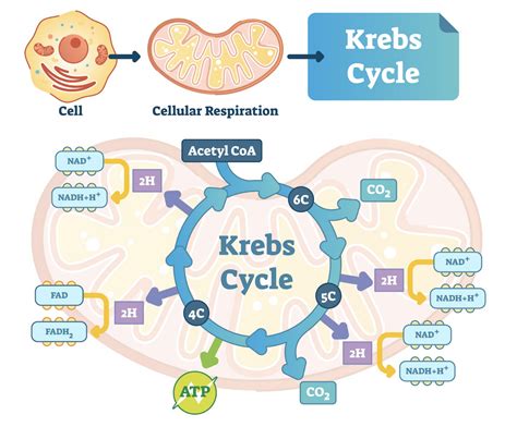 How Mitochondria Function Affects Skin and Promotes Anti Aging - Dr. Michelle Jeffries