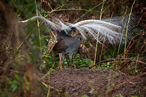 The lyrical lyrebird: Nature’s most masterful mimic | Earth Archives