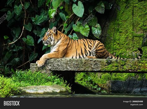 Bengal Tiger Forest Image & Photo (Free Trial) | Bigstock