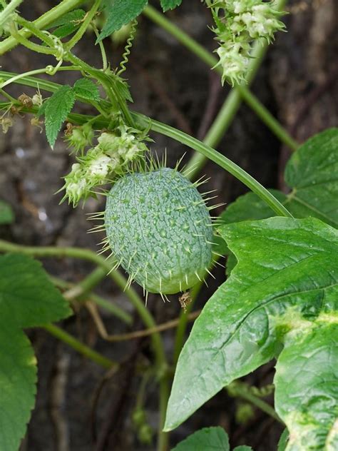 What Are Wild Cucumbers: Wild Cucumber Facts And Management