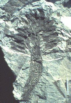 31 Plant fossils ideas | fossils, paleontology, palaeontology