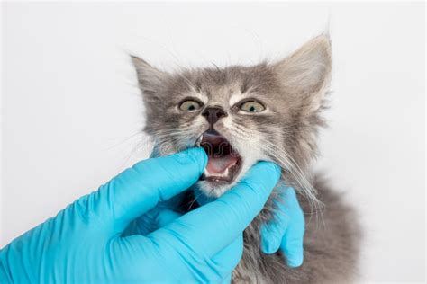 Examination of Milk Teeth Tongue in a 1 or 2 Month Old Kitten ...