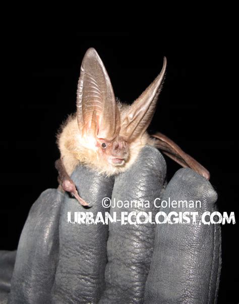 Townsend's big eared bat (Corynorhinus townsendii) - The Urban Ecologist