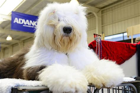 5 Cute Grooming Ideas for Your Long-Haired Dog