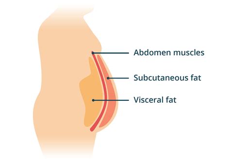 How to reduce visceral body fat (hidden fat) (2024)