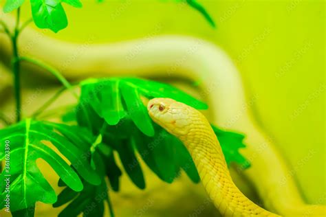 Amazing albino cobra snake in the wild. The monocled cobra (Naja kaouthia), also called ...