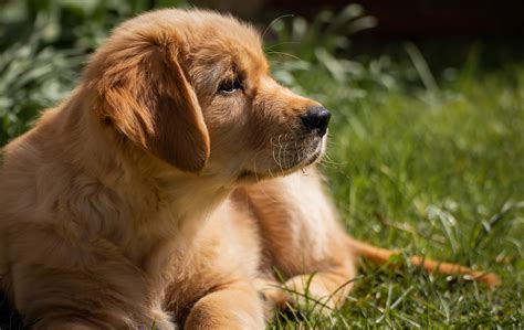 101 Male Golden Retriever Names + Meanings