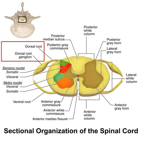 DRG Stimulation (Dorsal Root Ganglion) | Dr. Scott Naftulin