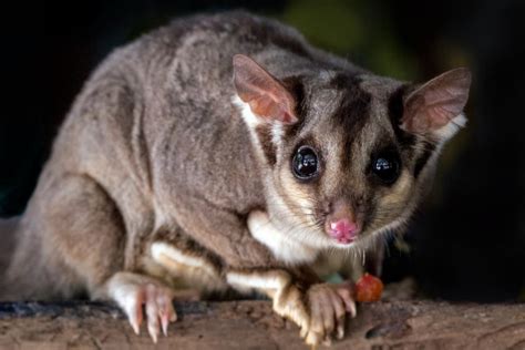 10 Wild Animals in Solomon Islands [Wildlife in Solomon Islands]