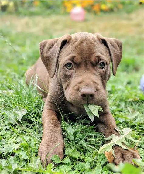 How Big Will A Pitbull Lab Mix Get