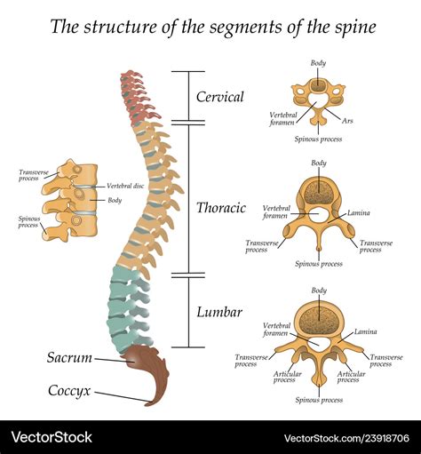 Spine Diagram With Labels