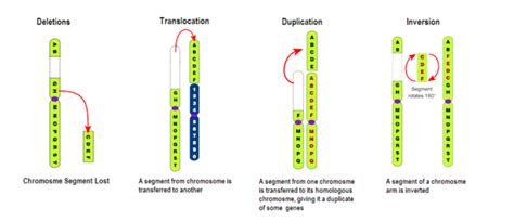 4 Types Of Dna Mutations