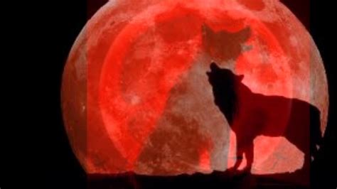 Wolf Howling at the Red Moon Wallpaper (62+ pictures) - WallpaperSet