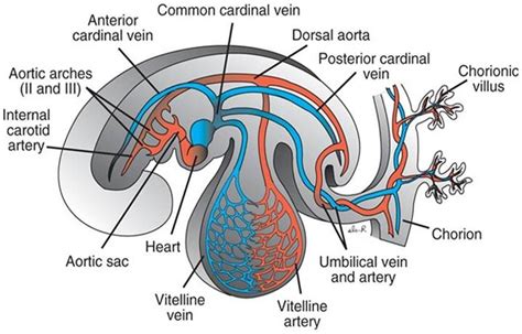 Formation of the Blood vessels (arteries) - Cardiovascular System