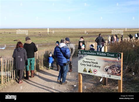 Visitors to Donna Nook Nature Reserve in Lincolnshire witness grey seals, including mothers and ...