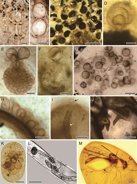 Examples of fossil fungal parasites: Chytridiomycota and zygomycetous... | Download Scientific ...