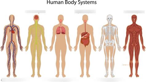 Six Human Body Systems DIAGRAM (simple starting point) Diagram | Quizlet