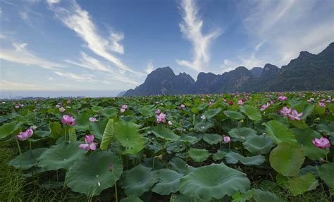 Discover the National Flower of Vietnam: The Lotus