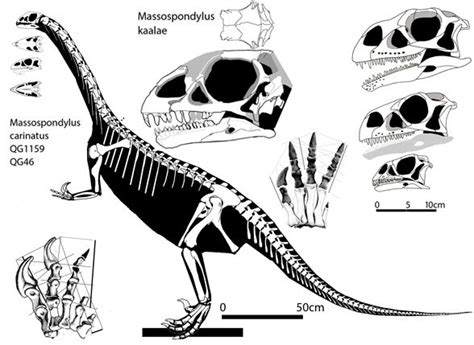 Massospondylus | Prehistoric creatures, Megafauna, Dinosaur pictures