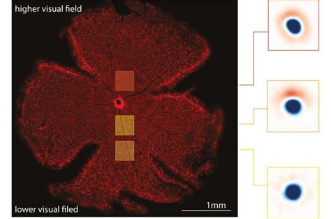 The functional organization of cells in the retina is shaped by natural ...