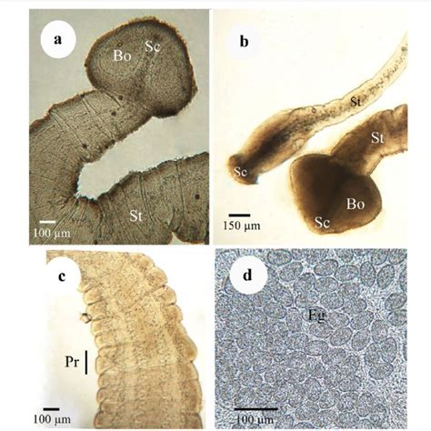 Tapeworm Under A Microscope