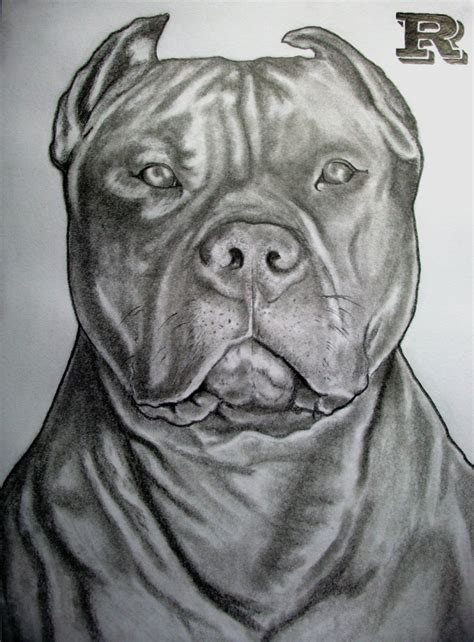 Pitbull Face Drawing at PaintingValley.com | Explore collection of ...