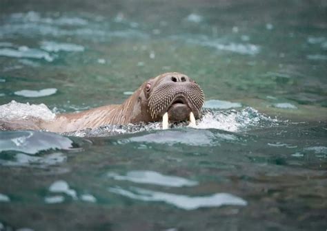 Walrus Behavior - AnimalBehaviorCorner