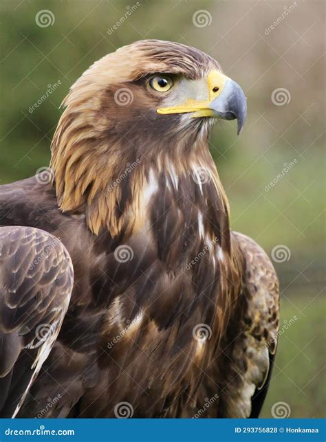 Golden eagle portrait stock illustration. Illustration of magnificent ...