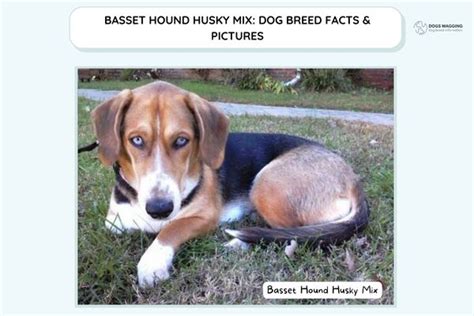 Basset Hound Husky Mix: Dog Breed Facts And Pictures