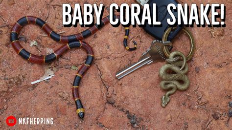 Baby Coral Snake and Giant Yellow Cottonmouth! Georgia Snake Hunting ...