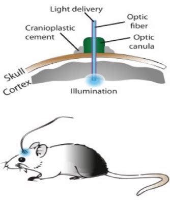 Optogenetics: What is it, and how to make voles fall in love using it. Because SCIENCE ! — Steemit