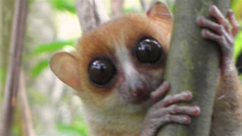 Scientists Discover New Species of Mouse Lemur | Biology | Sci-News.com