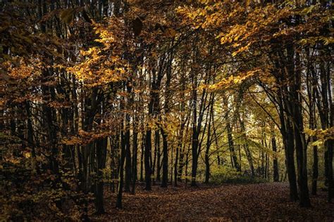 Autumnal Forest Colours stock photo. Image of amplified - 164341558