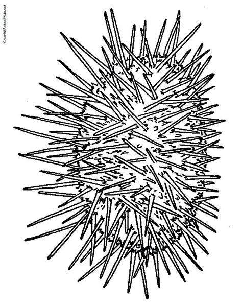 Sea Urchin Drawing at GetDrawings | Free download