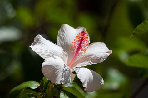 Hawaiian Hibiscus | SCENE of HAWAII by wavees