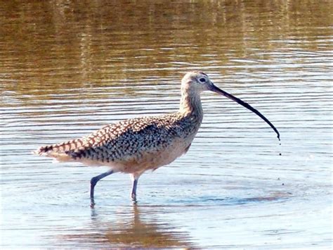 Curlew migration across the North Sea - Noordzeeloket